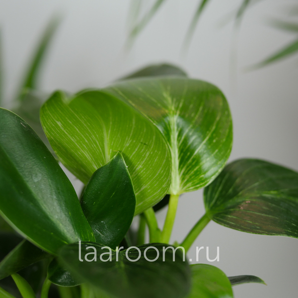 Филодендрон Биркин 12/30