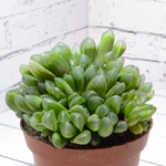 Haworthia Cooperi Venusta (Хавортия)