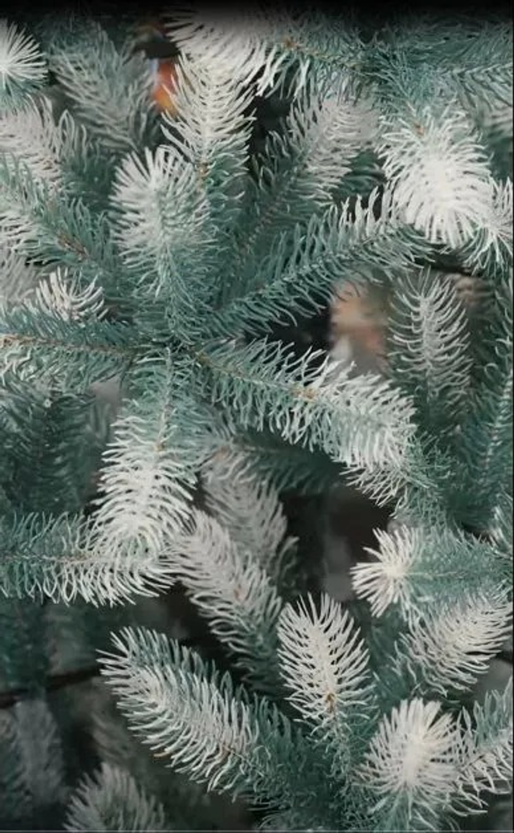 Ель Искусственная Царь елка Алиса бело голубая 220 см