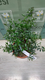 Микроцитрус "Blood Lime"