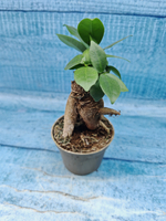 Ficus Microcarpa (Фикус Микрокарпа)