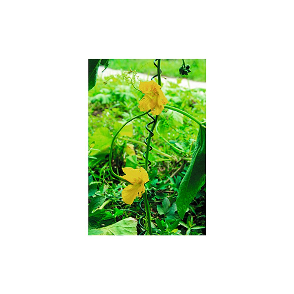 GSS550 GREEN APPLE Спиральная поддержка 55см 3шт | GREEN APPLE