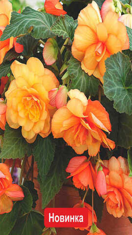 Бeгoния клубневая "ЖМ. Kacкaд Сaнpeй" 1шт, Нидерланды.