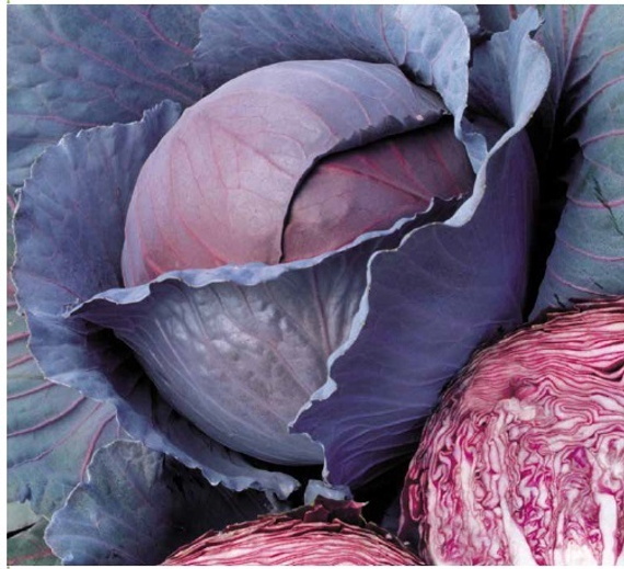 Ред Династи F1 семена капусты краснокочанной (Seminis / Семинис) – фото 4