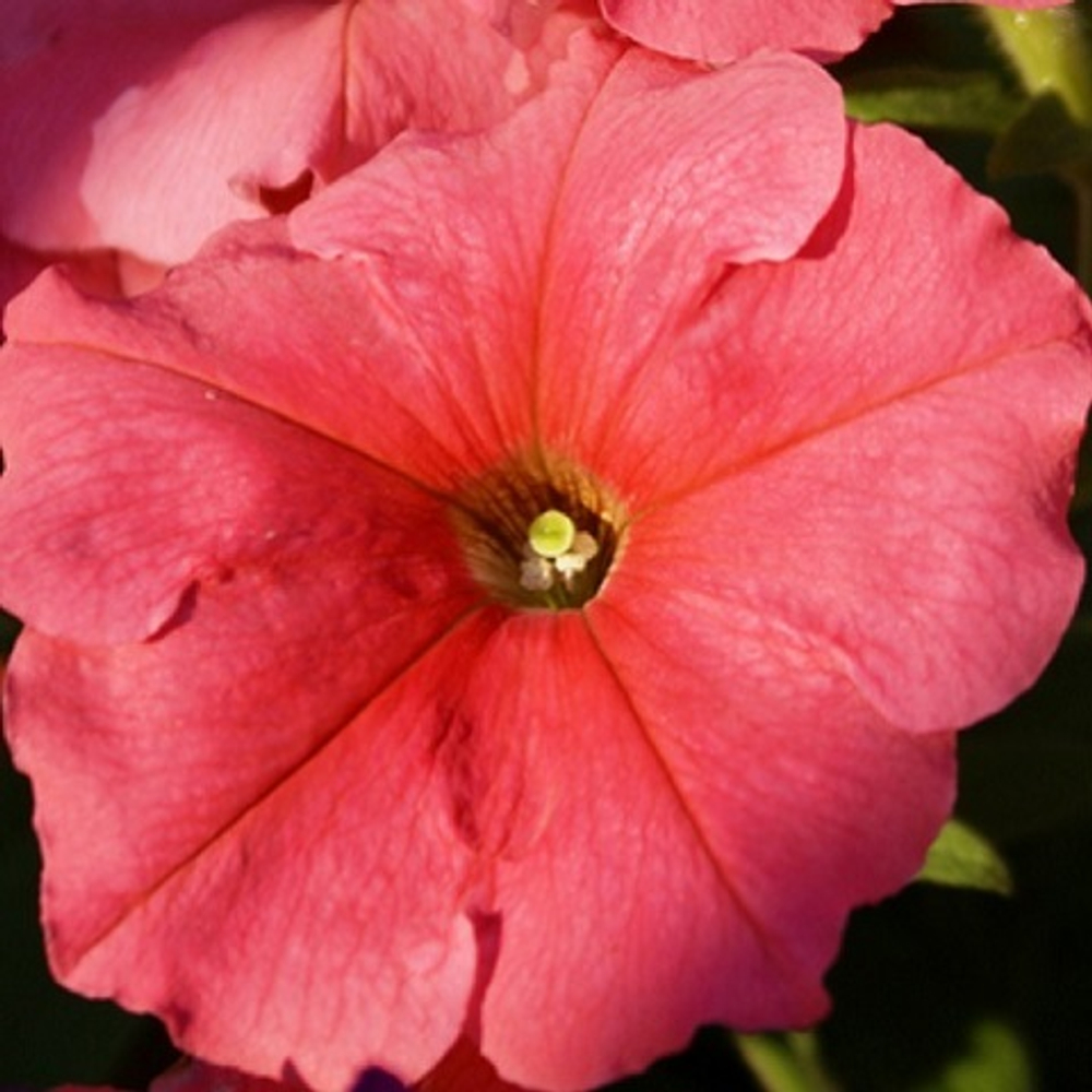 Петуния лососевая (salmon) (6 шт)