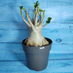 Adenium Baobab (Адениум)