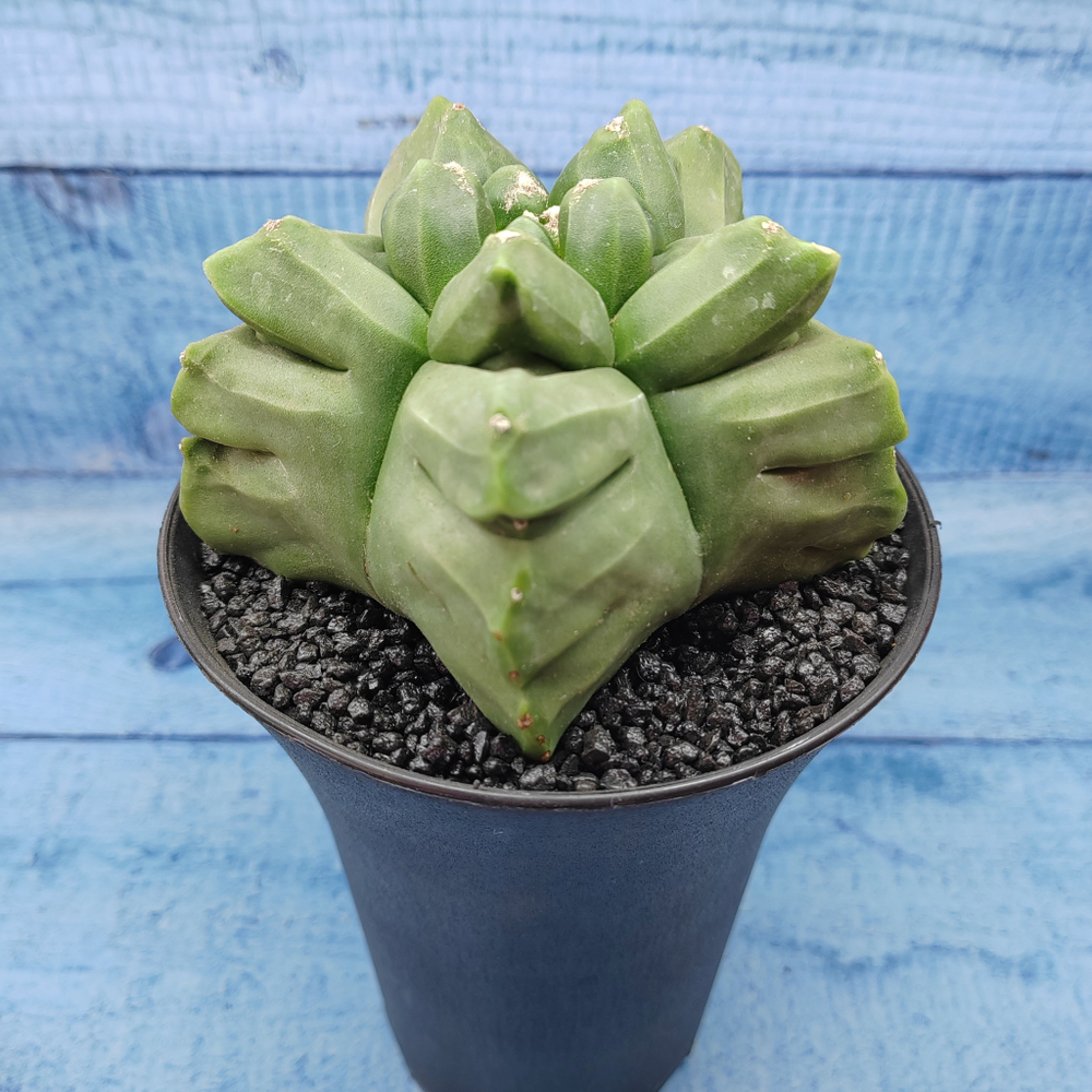 Astrophytum Myriostigma XXL (Астрофитум)