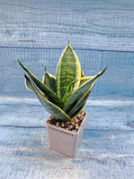 Sansevieria Golden Hahnii (Сансевиерия)