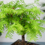 Бонсай Метасеквойя