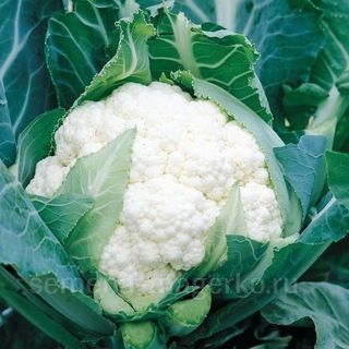 Капуста цветная Спейс Стар F1  500 (семян)