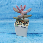 Pachyphytum Ganzhou (Пахифитум)