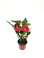 Антуриум (мужское счастье)