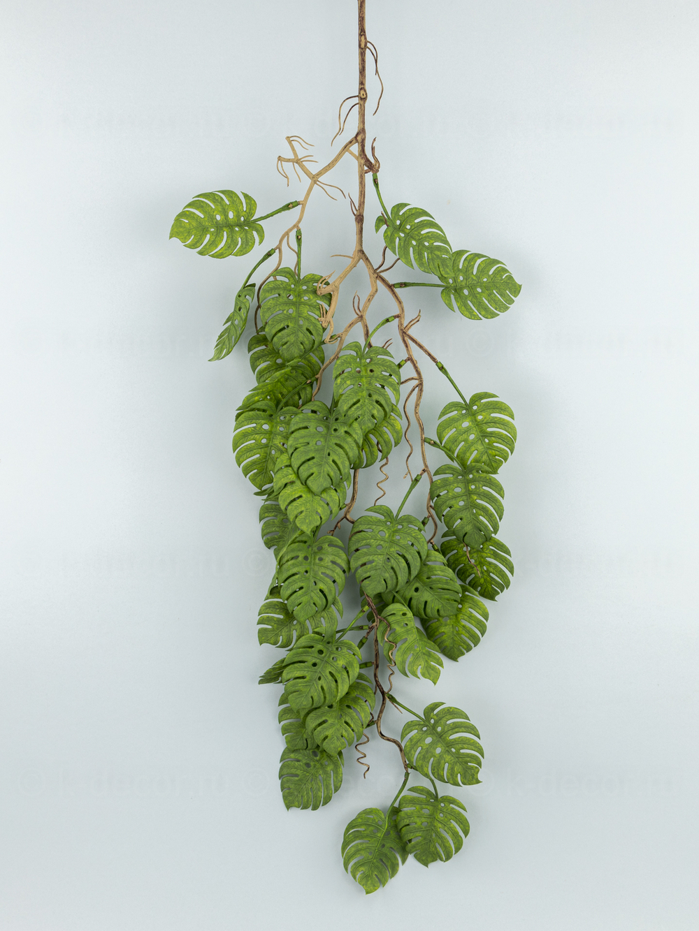 Монстера ампельная Пенелопа