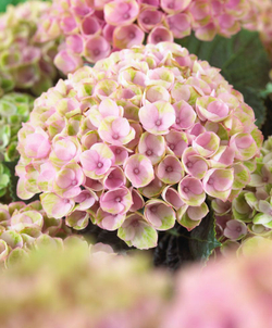 Гортензия крупнолистная Мэджикал Революшен Пинк С2 Закупка М31 апрель 2026