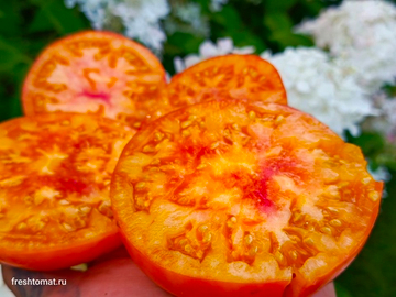 Козула 221 сорт томата