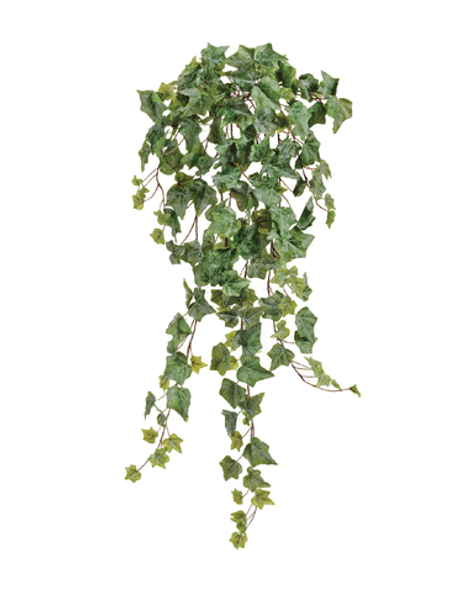 Английский плющ Олд Тэмпл припылённо-зелёный