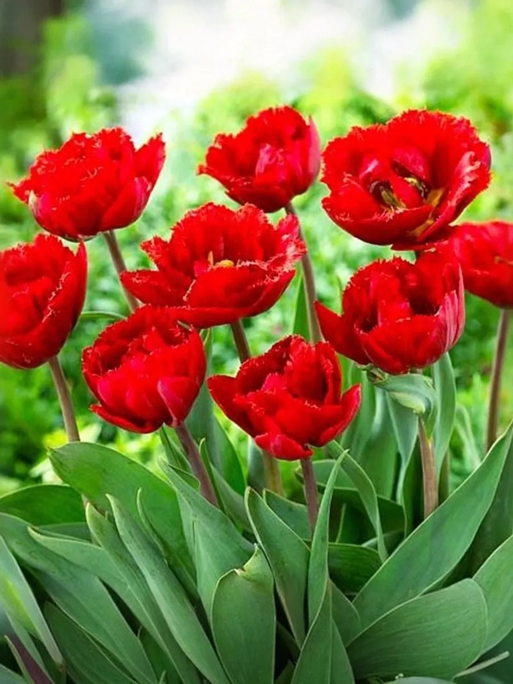 Тюльпан Махрово-бахромчатый Файери Дрим