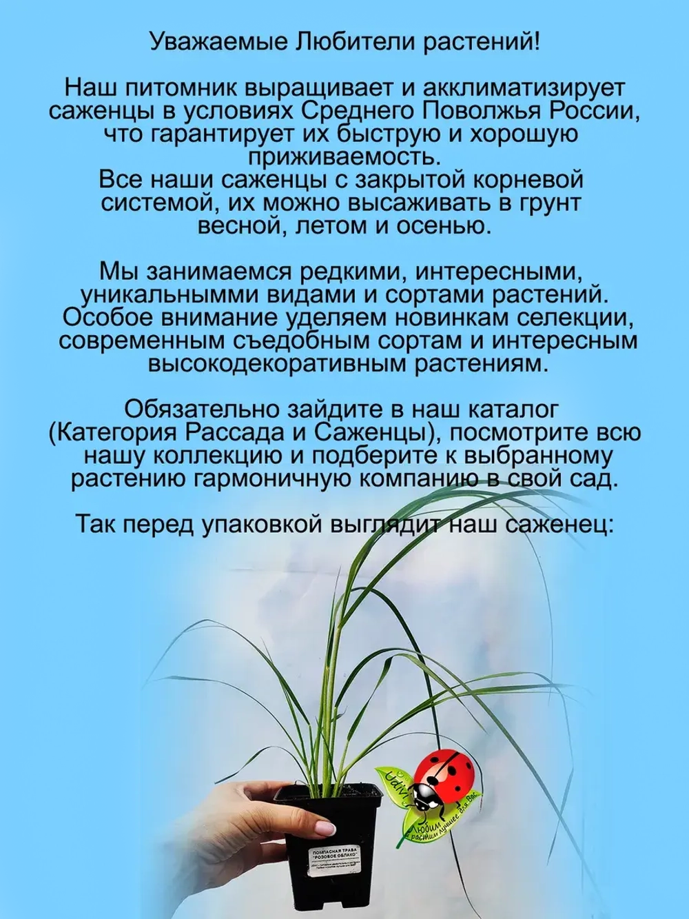 Пампасная трава Розовое облако