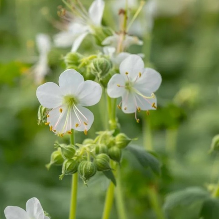 Герань крупнокорневищная "Album". Geránium macrorrhizum "Album".