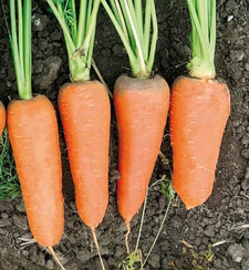 СВ 7381 ДЧ F1 семена моркови курода/шантане (Seminis / Семинис)