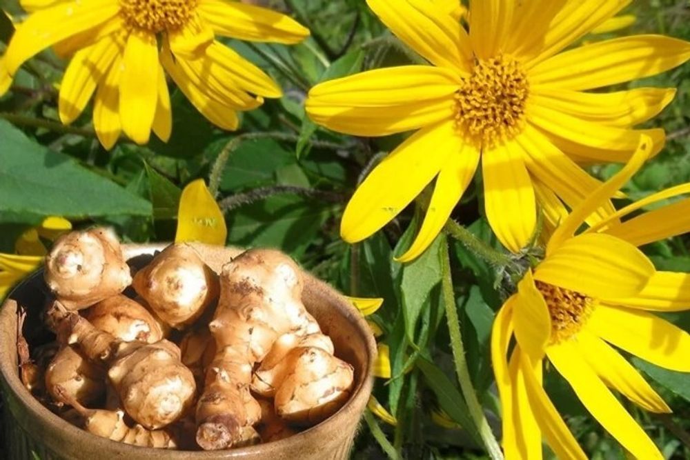 File:Helianthus tuberosus 2.JPG - Wikimedia Commons