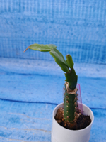 Schlumbergera cv. Thor Wild Cactus White (Шлюмбергера)