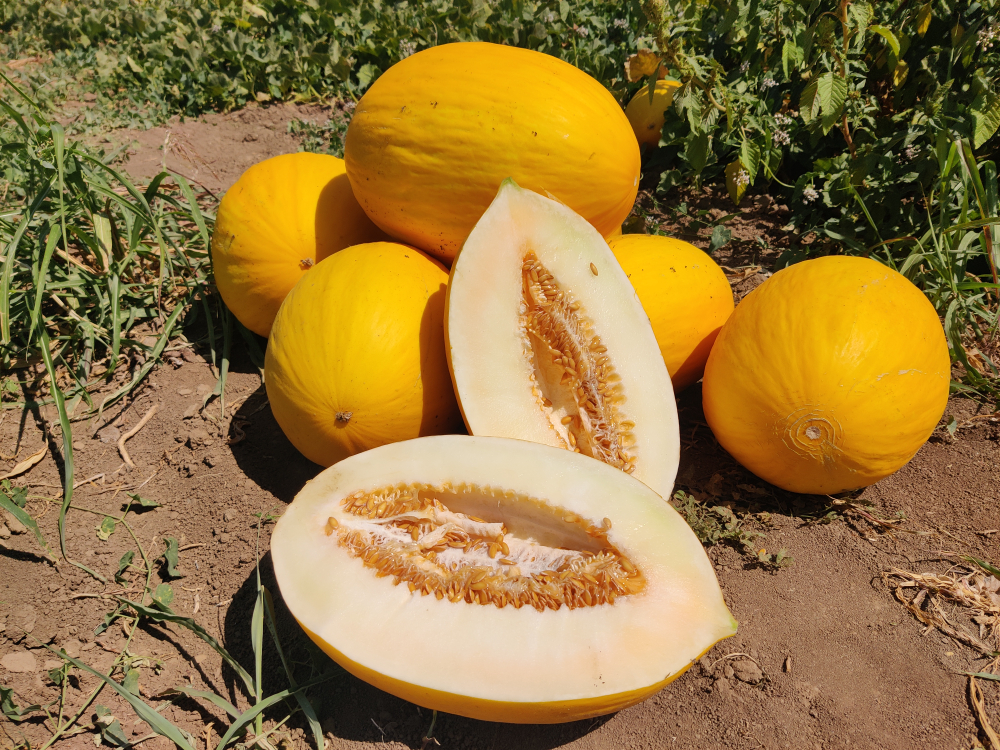 Санора F1 семена дыни ( Yuksel Tohum / )