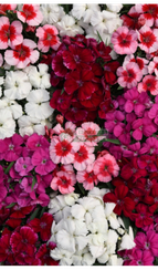 Гвоздика китайская CORONET MIX (Драже)