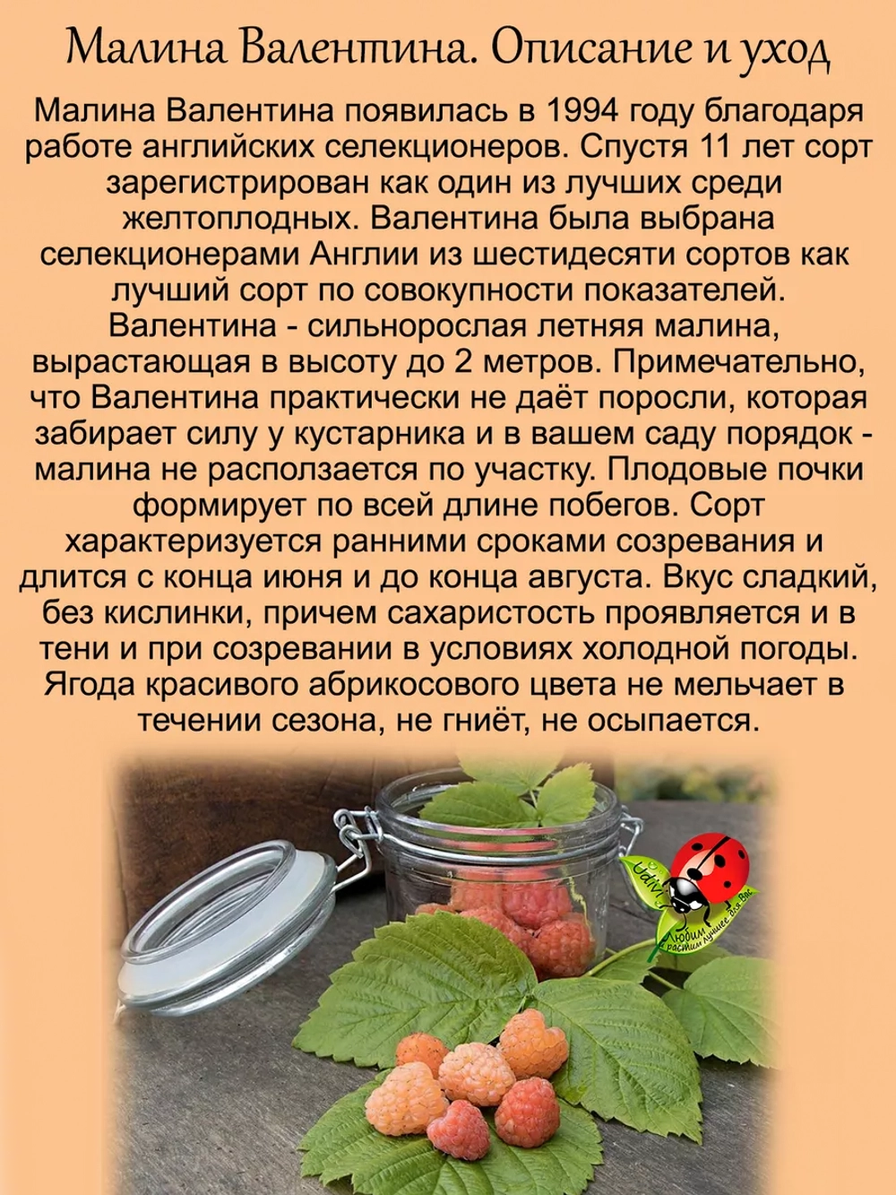 Малина Валентина абрикосовая сладкая