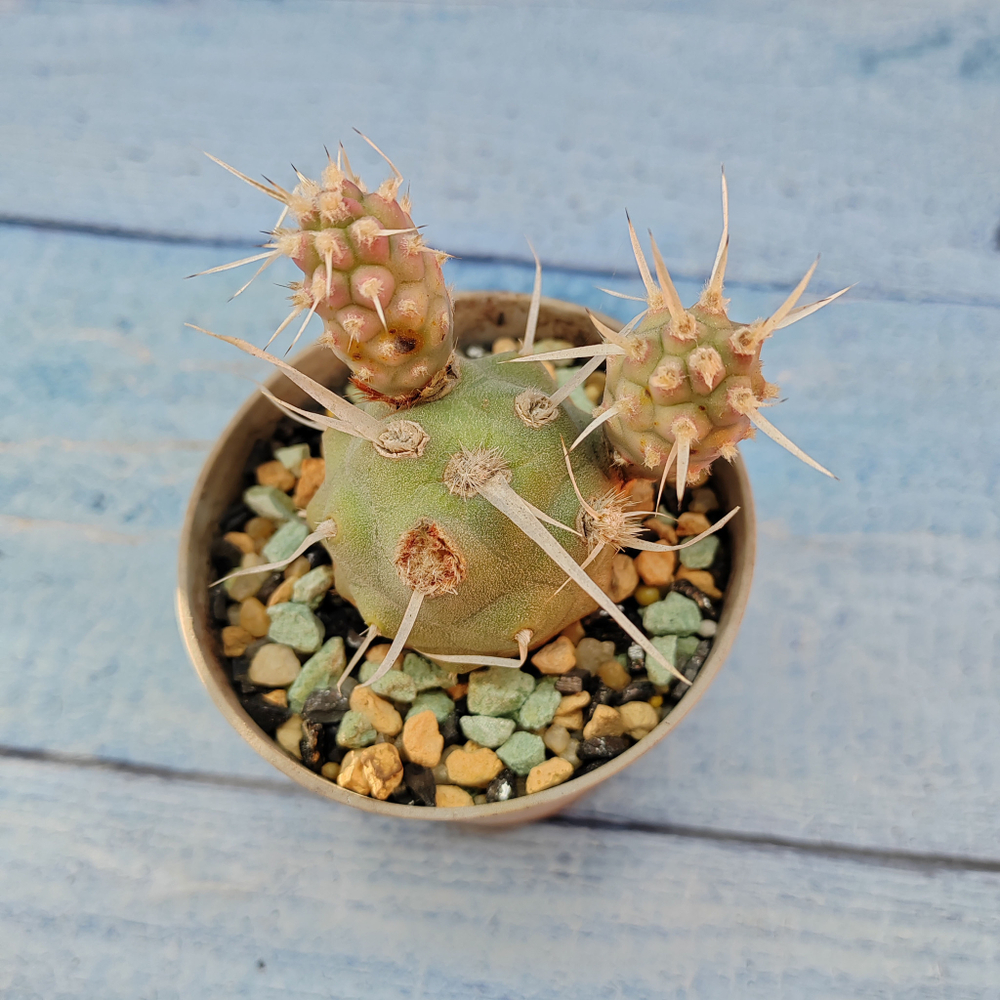 Tephrocactus Articulatus Papyracanthus (Тефрокактус)