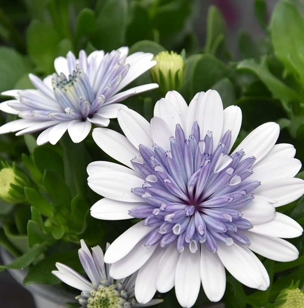 Остеоспермум махровый 3D Steel Blue ОКС укорененный черенок