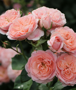 Роза Байландо С7 Закупка М57 июнь 2026