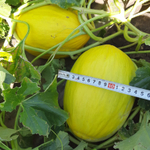 Санора F1 семена дыни ( Yuksel Tohum / )