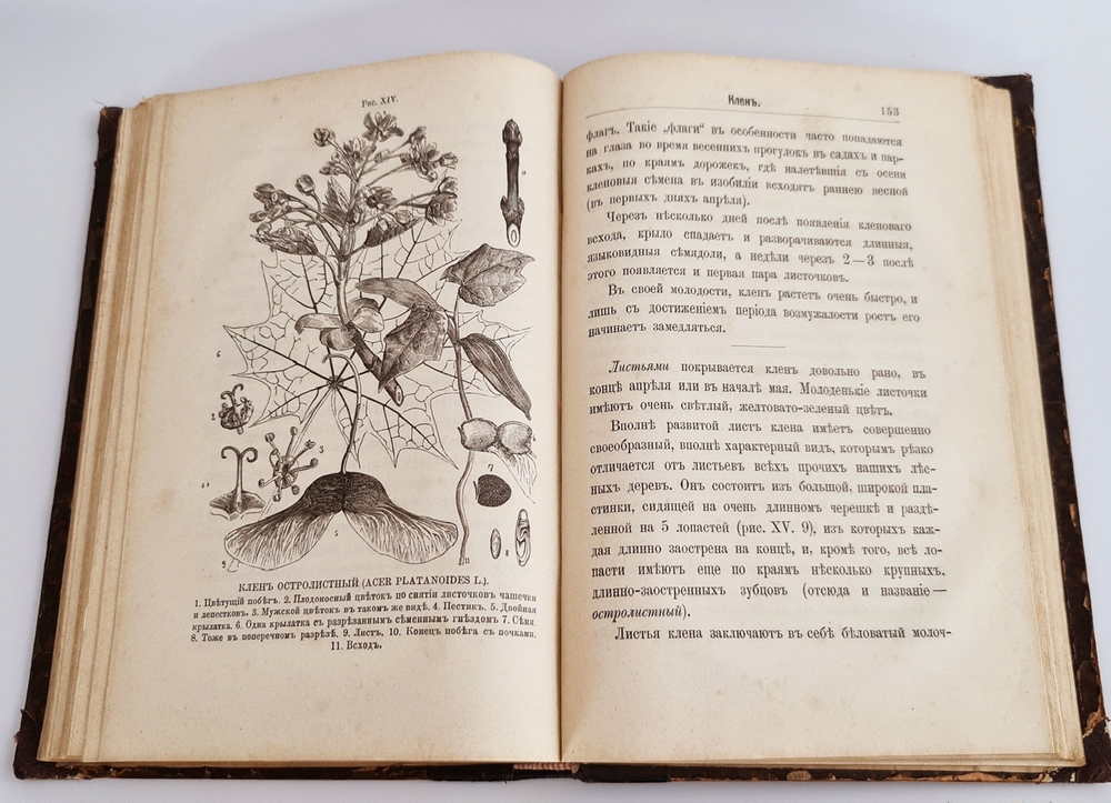 "Беседы о русском лесе". Д.Н.Кайгородов. 1885г.