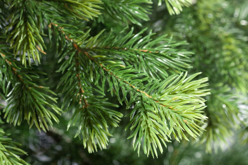 Ель искусственная «Кадриль» (Литая хвоя) 120 см / 1,2 м