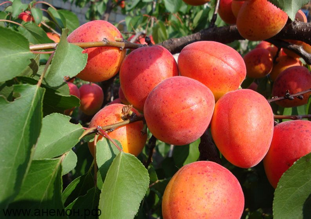Абрикос Краснощекий