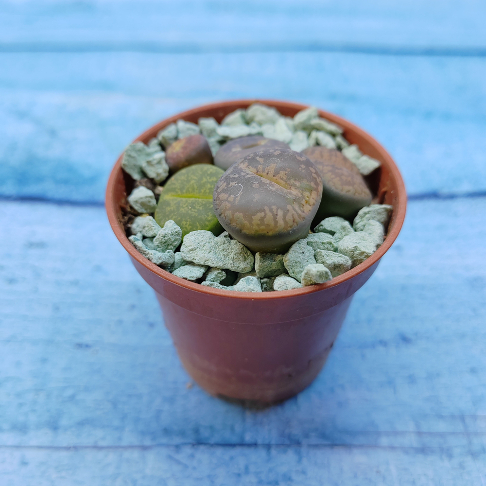 Lithops sp. (Литопсы)