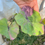 Колоказия PHARAOH MASK PINK VAR