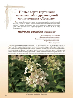 Гортензия. Факты в историях