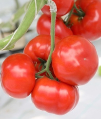 Аркаим F1 семена томата индетерминантного (Гавриш)