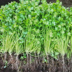 Коммандер семена кориандра (Bejo / Бейо)