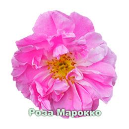 Марокканская роза