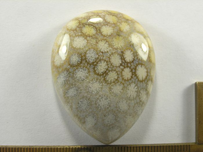 Кабошон коралла окаменелого, капля, 45x35x11 мм (1)