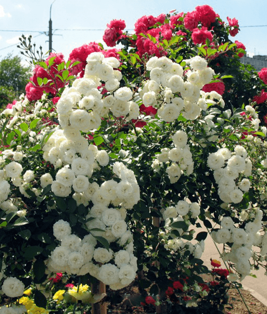 Роза Свани штамб 90-100 см Закупка М17 весна 2026