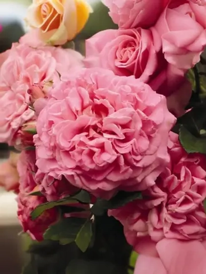 Роза чайно-гибридная Эшли