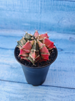 Gymnocalycium Variegata (Гимнокалициум Вариегатный)
