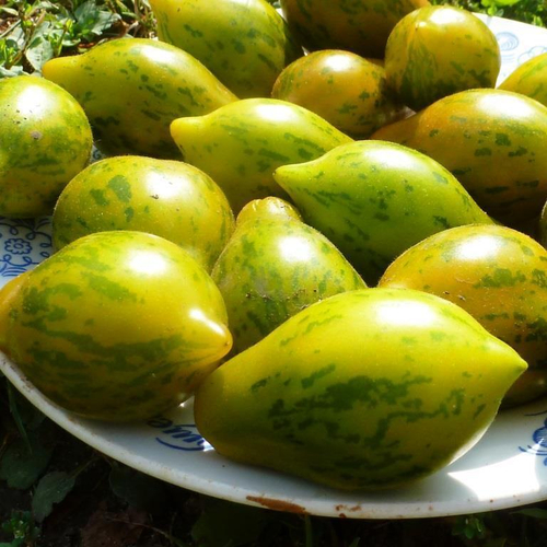 Помидоры Майкл Поллан - Michael Pollan