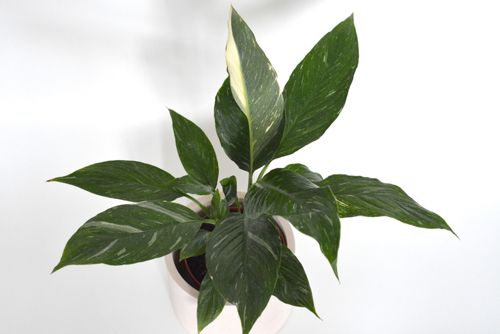 Спатифиллум Даймонд / Spathiphyllum Diamond