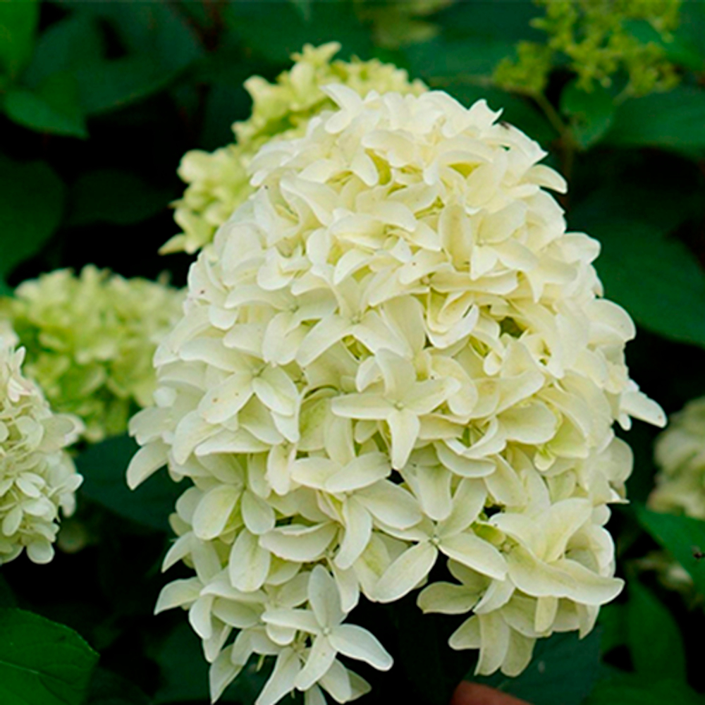Гортензия метельчатая Скайфолл (Hydrangea paniculata Skyfall) Р9