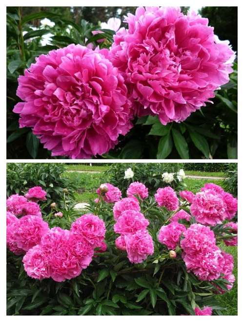 Пион Clory Hallelujah